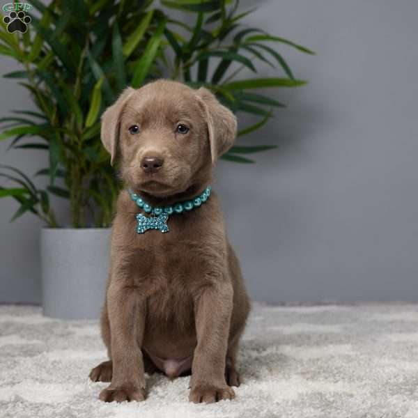 Milo, Charcoal Labrador Retriever Puppy